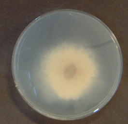 Polyporus tricholoma2(HAC-9783)